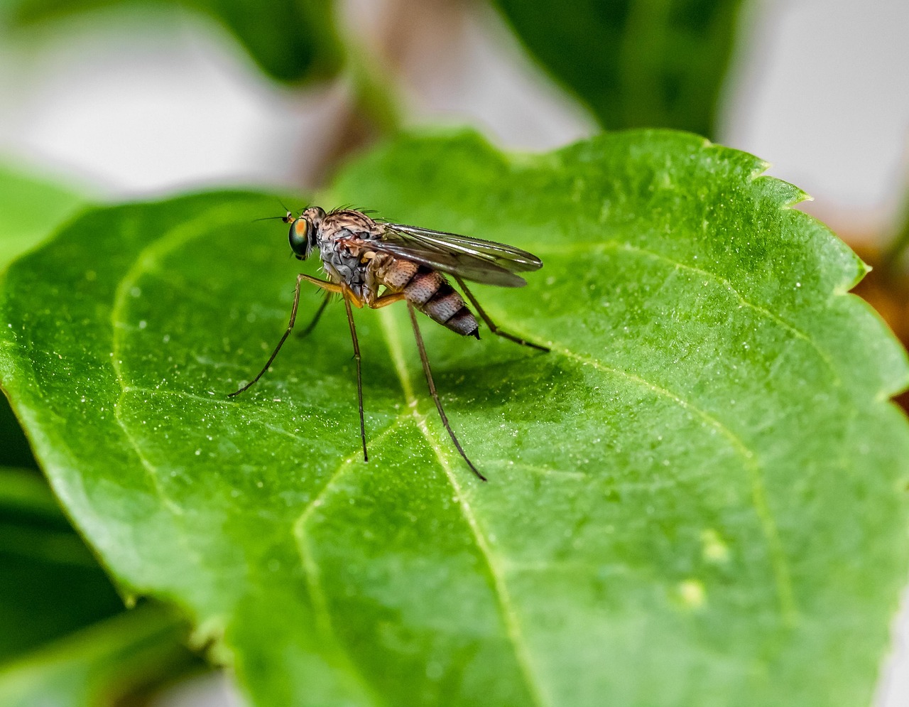 mosquito, insect, sting, leech, mosquitoes, malaria, nature, infectious, leaf, green, summer