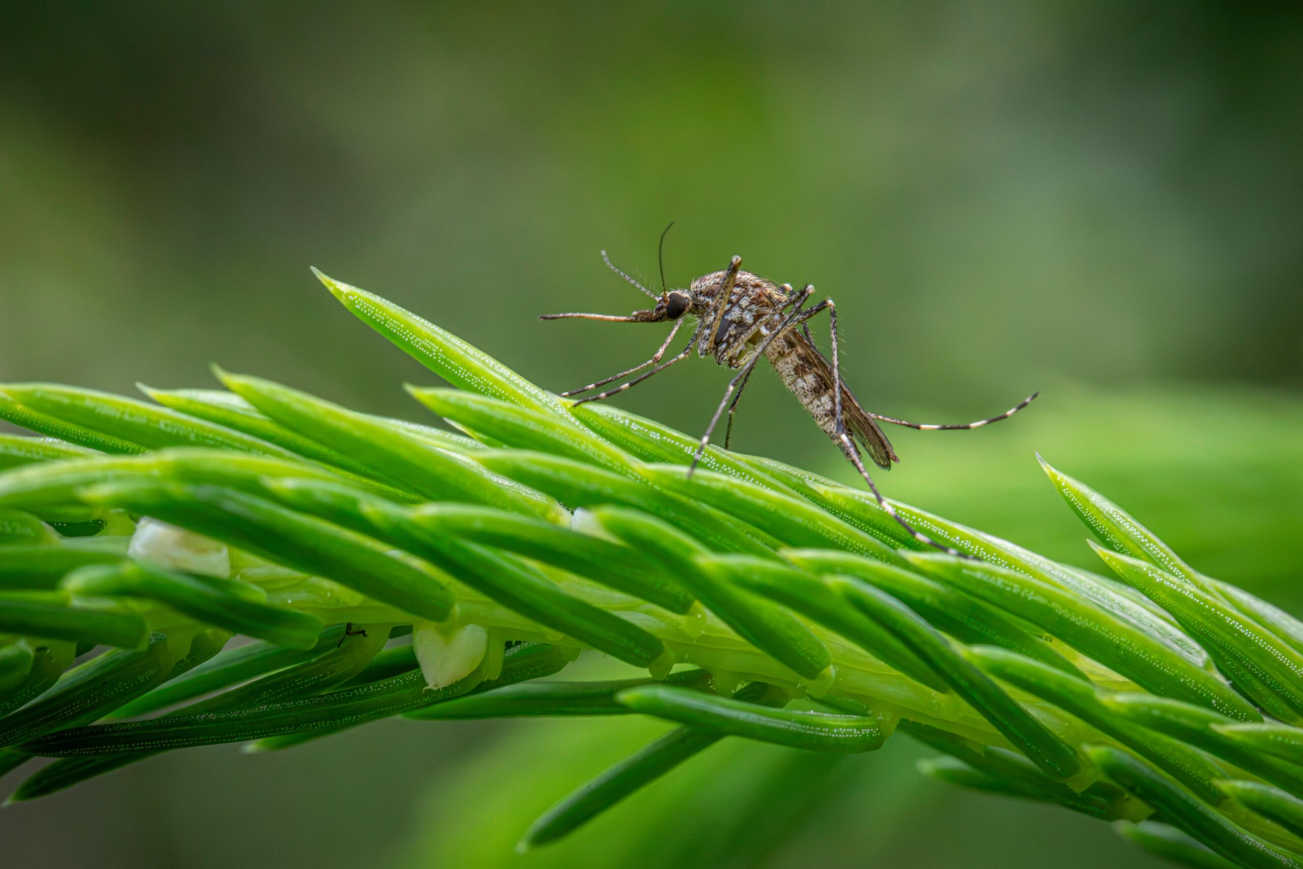 Close-up of a mosquito perched on a vibrant green plant branch, showcasing nature