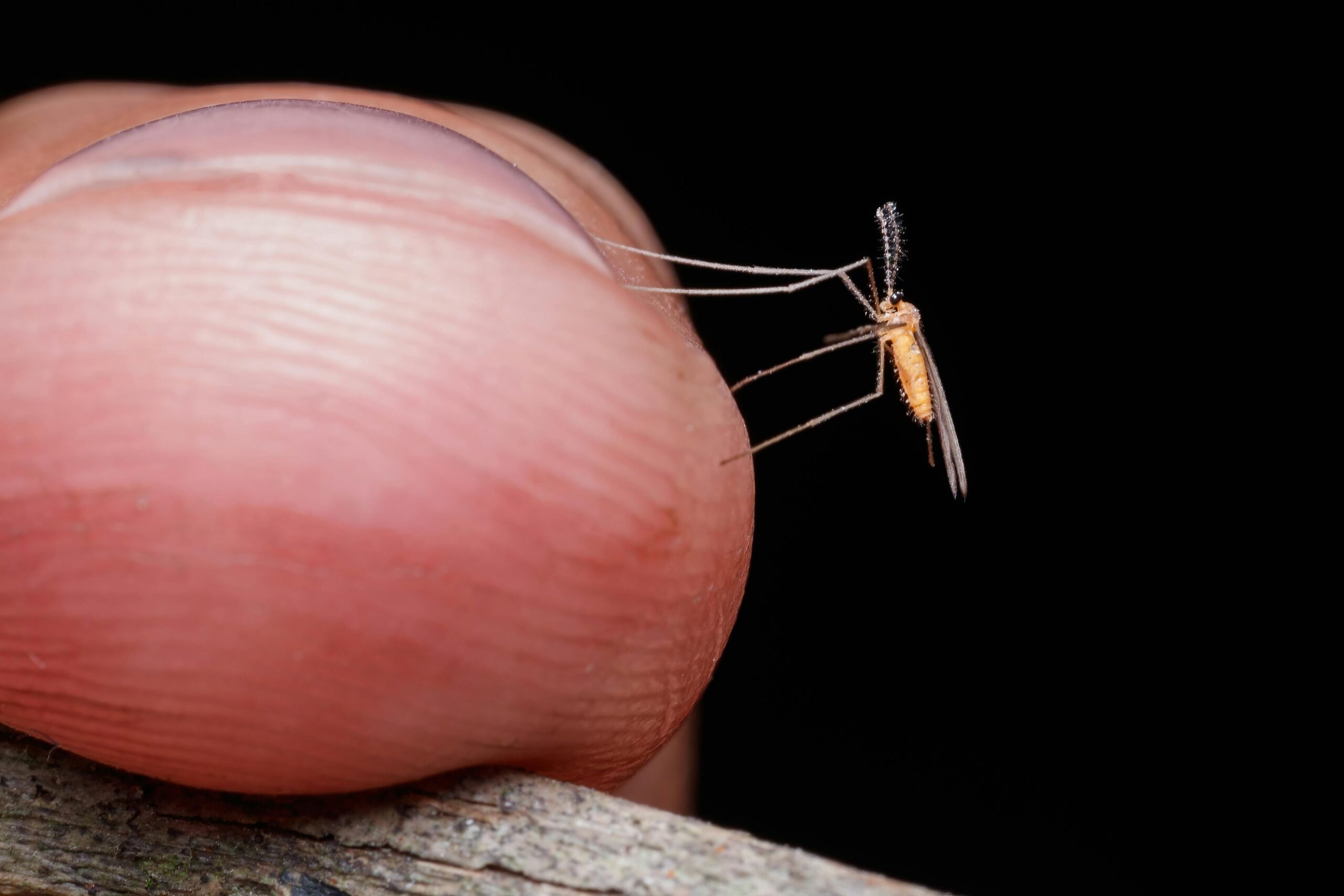 Detailed macro shot of a mosquito landing on a finger against a black background.