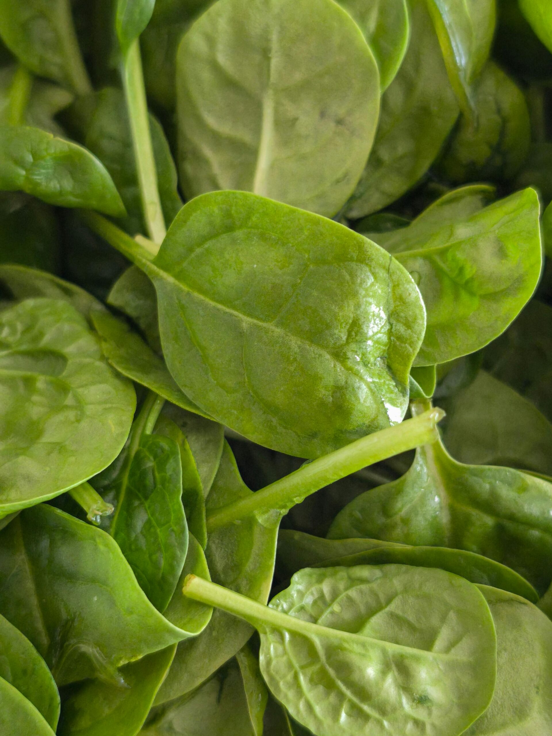 Vibrant green spinach leaves, symbolizing healthy eating and nutrition.