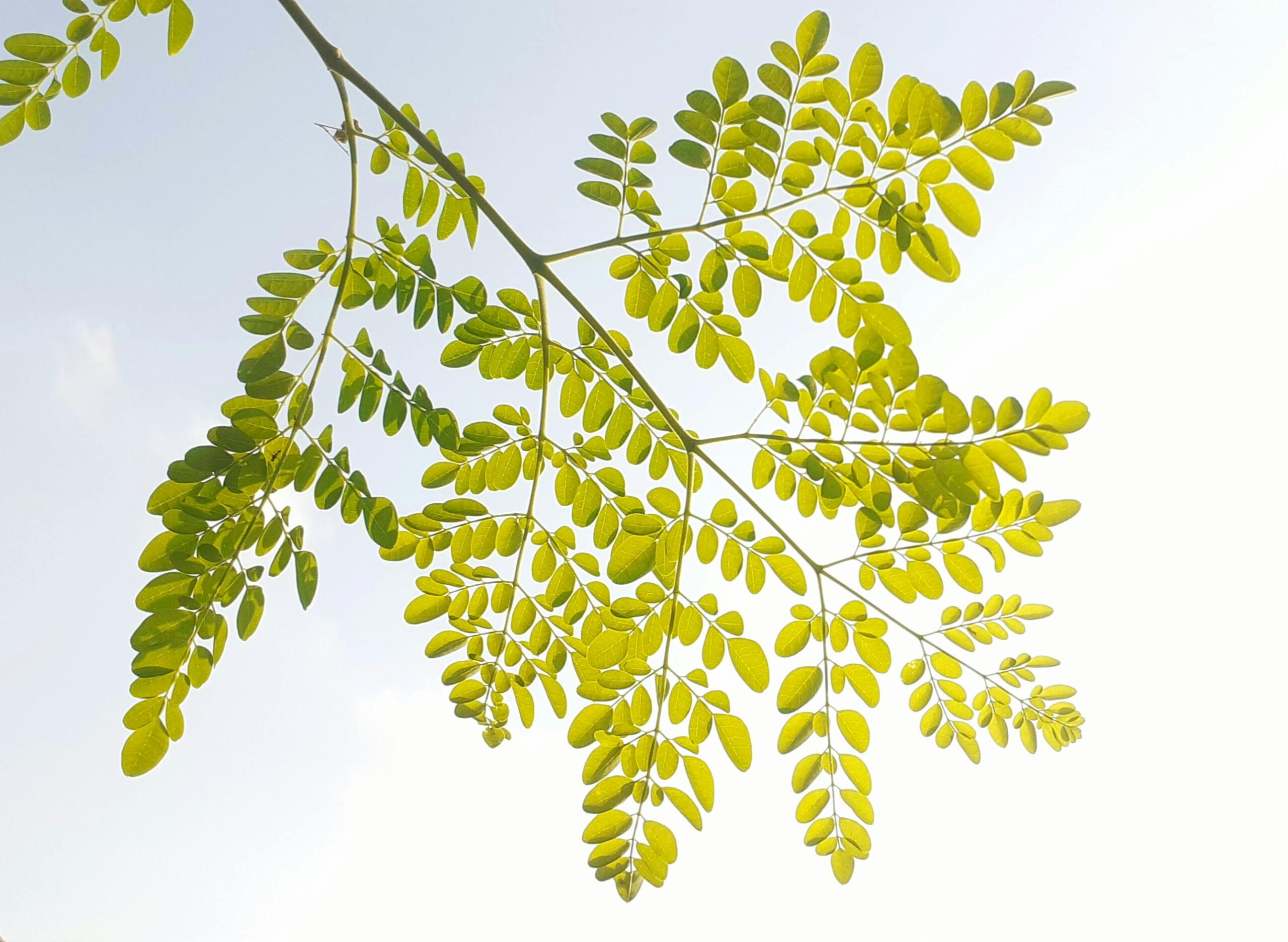 Moringa oleifera leaves with bright green foliage against a clear sky, ideal for nature themes.