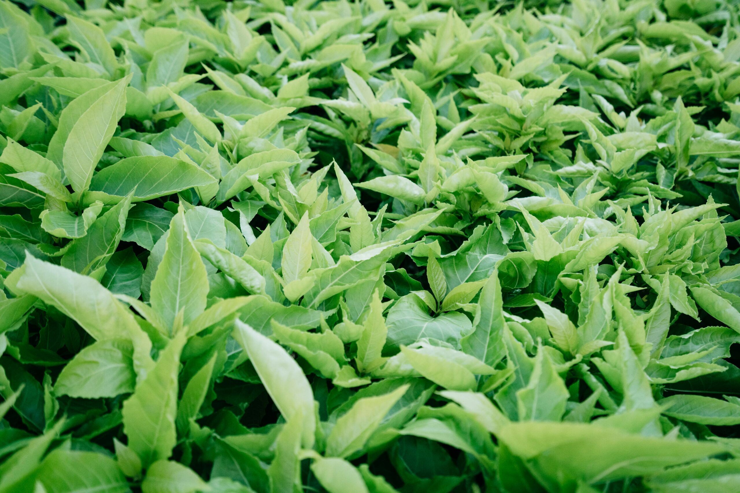A close-up view of lush green leaves creating a vibrant, natural texture.