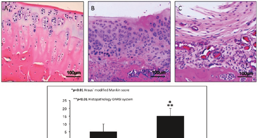 a microscopic signs of healthy knee hyaline cartilage the histological h e staining