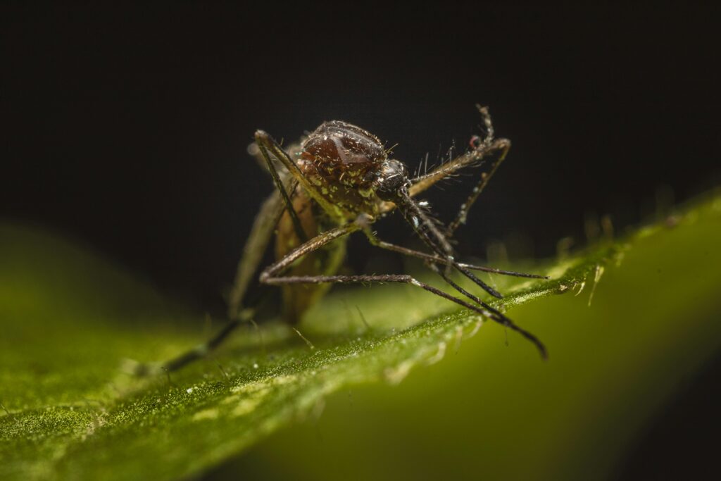 Detailed macro shot of a mosquito perched on a leaf; nature's intricate design.