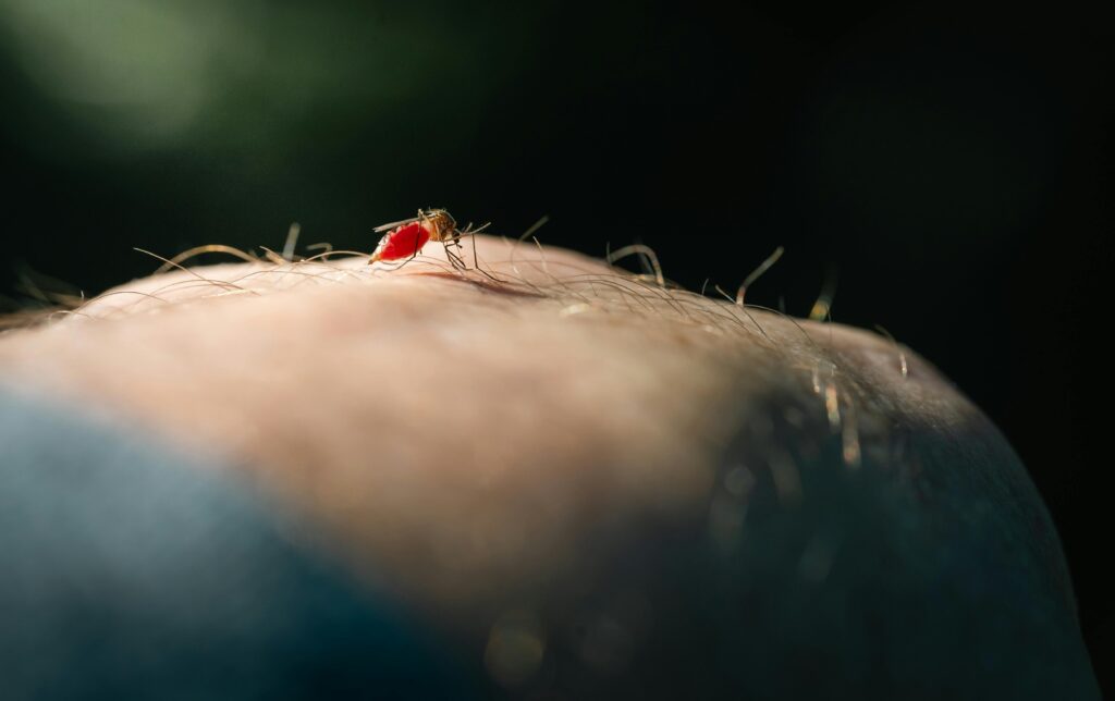 Macro shot of a mosquito biting human skin, illustrating pest behavior and disease risk.